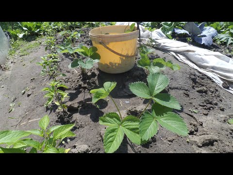 Видео: Для чого потрібно обрізати листя на полуниці.?!  ВИРОЩУВАННЯ ПОЛУНИЦІ.