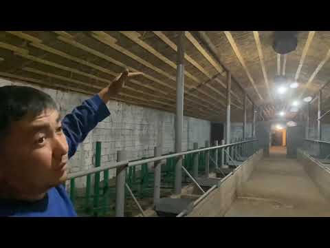 Видео: Мал бордақылау үшін қора жайды қалай жасау керек 🤔?