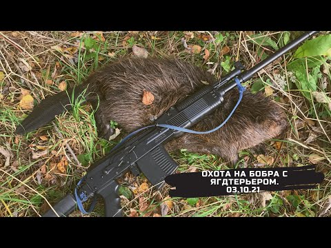 Видео: Охота на бобра с ягдтерьером