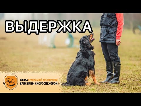 Видео: Выдержка у собак. Как научить собаку выдержке? Учим на примере команды «Сидеть!»