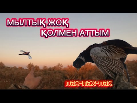 Видео: Қонақтармен әдемі бір аңшылық болды. Қырғауылға аңшылық чапамен. Охота на фазана 2024г. @azamatgs