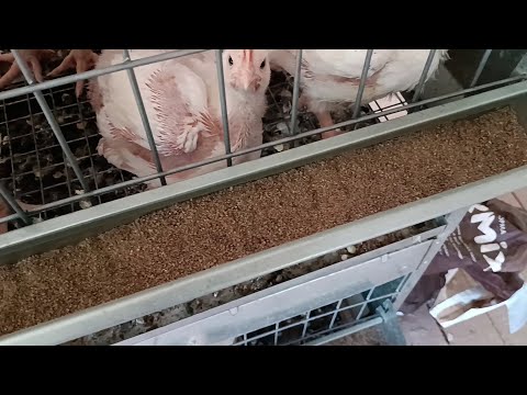 Видео: Мой опыт выращивания БРОЙЛЕРОВ