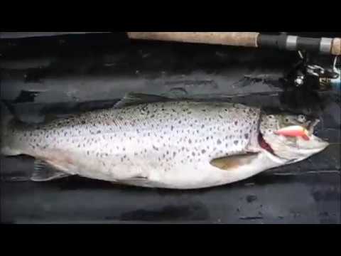 Видео: Кумжа 2019 - печальная история