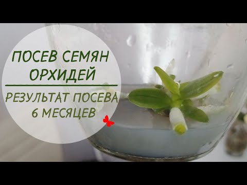 Видео: ПОСЕВ СЕМЯН ОРХИДЕЙ!🌱Результат посева 6 месяцев.