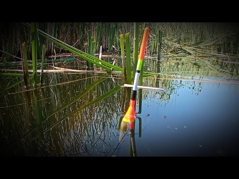 Видео: Душевная Рыбалка на Поплавок в Гуще Камыша.
