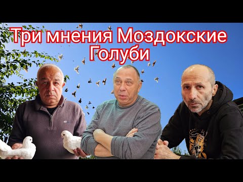 Видео: Три мнения за Моздокских голубей