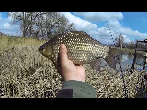 Видео: Ловля карася весной на боковой кивок с берега. Полезные советы