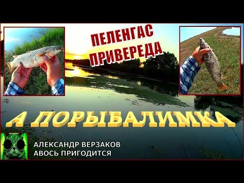 Видео: А порыбалимка. Пеленгас привереда.