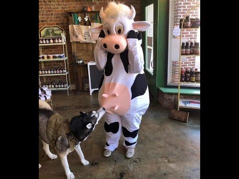 Видео: 😺 Смешное видео с собаками, кошками и котятами! 🐕 Вы будете смеяться! 😸