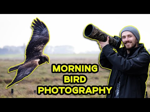 Видео: Мое возвращение к фотографии дикой природы — Я ВЕРНУЛСЯ!