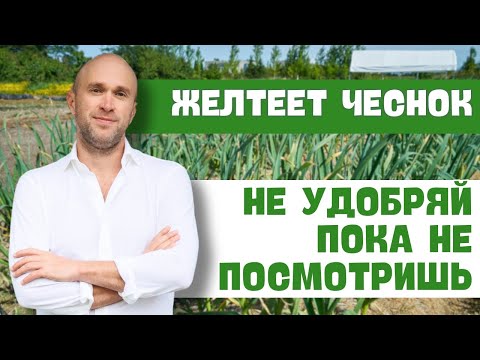 Видео: Чеснок желтеет после удаления стрелок. Что делать? Причина точно не в питании!