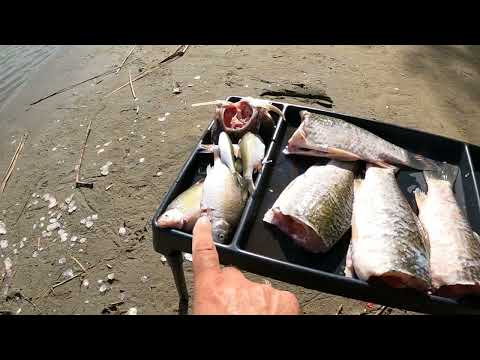 Видео: Кубанские карасики .