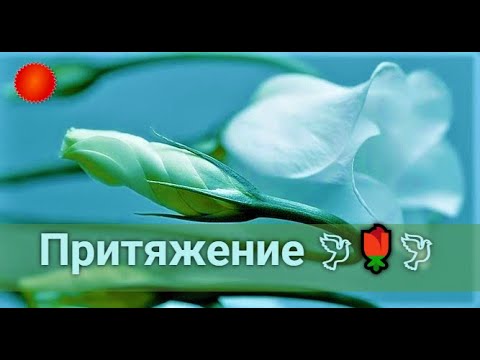 Видео: Насколько сильно ОН к Вам привязан?💯🍒Кто Вы в его жизни?💝 Его чувства, его планы.