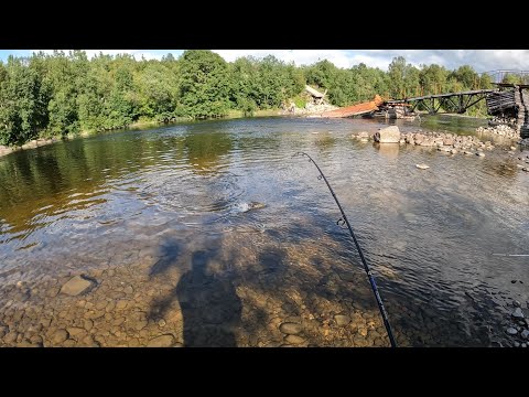 Видео: ВЕЧЕРНЯЯ РЫБАЛКА /  РАДУЖНАЯ ФОРЕЛЬ / EVENING FISHING / RAINBOW TROUT