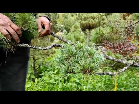 Видео: Кедр корейский в Сибири (5). Неудачная попытка дендроарта
