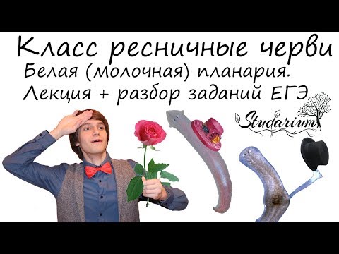 Видео: Класс ресничные черви. Белая планария. Лекция и разбор заданий ЕГЭ