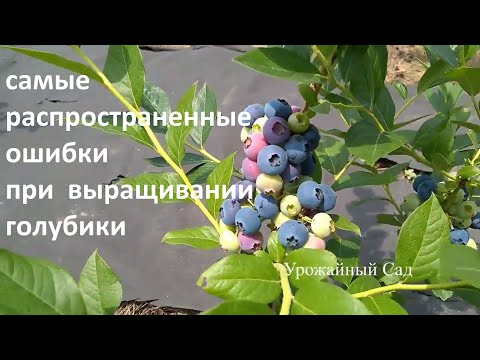 Видео: Главные ОШИБКИ При Выращивании Голубики!