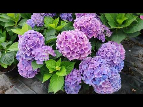 Видео: 24.06.24.Вторая волна цветения крупнолистных.Что такое Ремонтантность?🤔