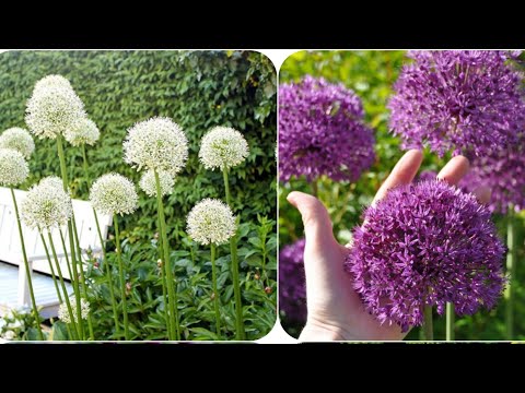 Видео: декоративный лук/ Аллиум/ лук Кристофа, Гладиатор, Маун Эверест, круглоголовый, Перпл Сенсейшн.