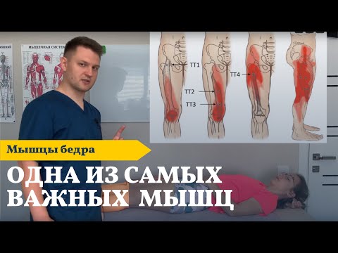 Видео: Четырёхглавая мышца бедра | Алгоритм работы | Диагностика