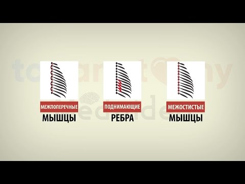 Видео: Глубокие мышцы спины