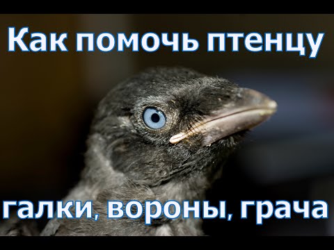 Видео: Нашел птенца (вороны, галки, грача, сороки, ворона), как помочь и что с ним делать