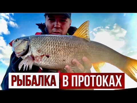 Видео: РЫБАЛКА В ПРОТОКАХ С ЛОДКИ ВОЗЛЕ ГОРОДА. ЯЗИ И ЩУКИ.