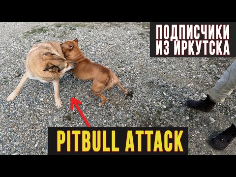 Видео: Нападение Питбуля на дворняжку Дусю. Pitbull Attack. Злой Питбуль Атакует всех. Гости из Иркутска.