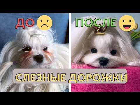 Видео: Избавляемся от СЛЕЗНЫХ ДОРОЖЕК мальтезе НАВСЕГДА