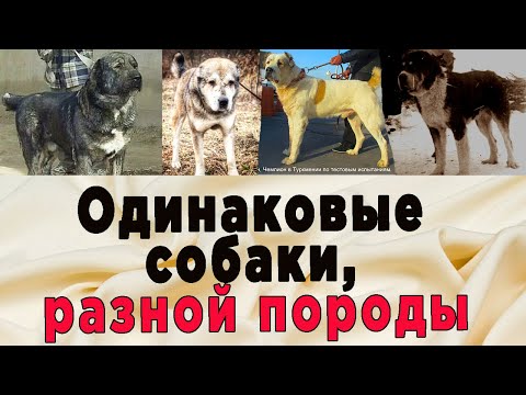 Видео: Одинаковые собаки, но разной породы. Интервью с зоотехником и заводчиком Дмитрием Детковичем. Часть1