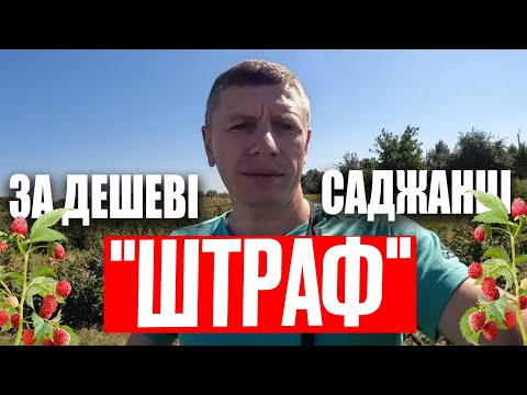 Видео: БІЗНЕС НА МАЛИНІ МІНЯЄТЬСЯ ❌ Хто заплатить "ШТРАФ" за ДЕШЕВІ САДЖАНЦІ?