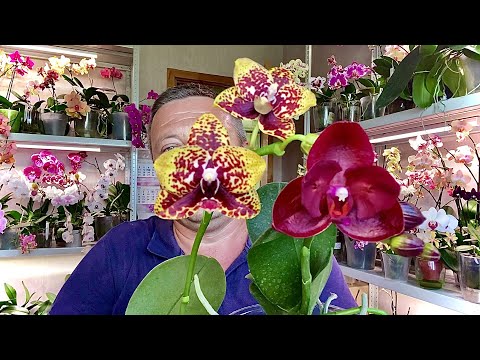 Видео: цветоносы орхидей в ЭТОМ НАРОСЛИ и ЗАЦВЕЛИ за 5 месяцев