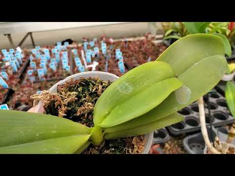 Видео: Новые орхидеи Неожиданное рядом:)