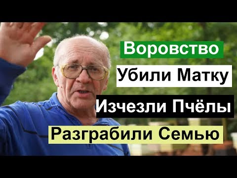 Видео: Пасека #124 Воровство / Разграбление семей / Убили Матку /Нет Пчёл / Пчеловодство для начинающих