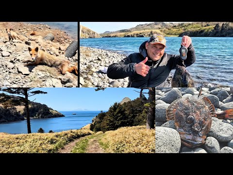 Видео: Рыбалка на донку-резинку на острове Шикотан. Ловится много камбалы. Покормил лисят #fishing #шикотан