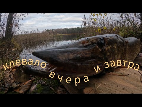 Видео: 3 дня живу на озерах. Клевало вчера и завтра.