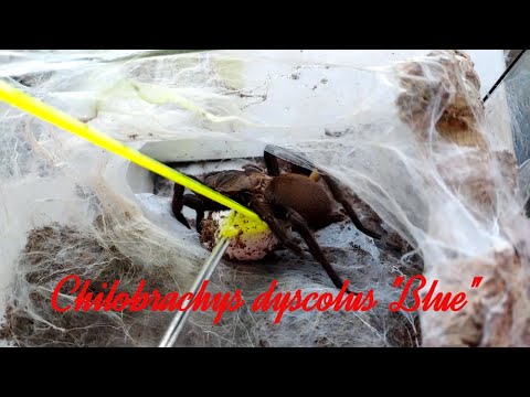 Видео: Кокон у паука птицееда Chilobrachys dyscolus (Blue)