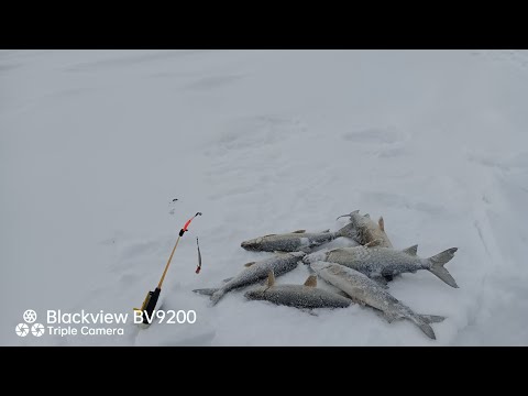 Видео: На рыбалку за вкусной рыбой. Ловля сига зимой. #сиг#рыбалкавСибири#зимняярыбалка#енисей