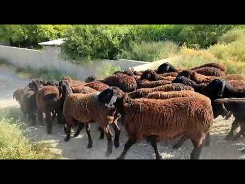 Видео: 🚀💯🚀💯Гисар Кой-Токтулар Сатылат Баткенде Эмилбек +996 779 836 237👍🏻👍🏻💯🚀🤝