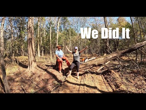 Видео: Мы сделали это. Мы срубили большой кедр.