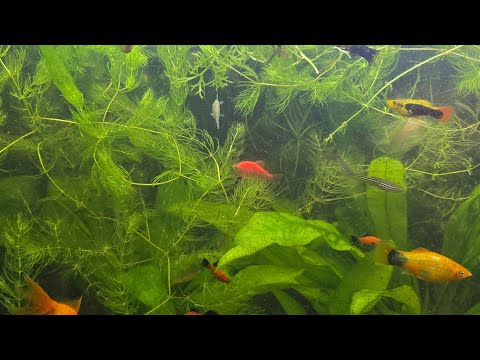 Видео: АУКЦИОН РЫБ И ЕГО ПОСЛЕДСТВИЯ 