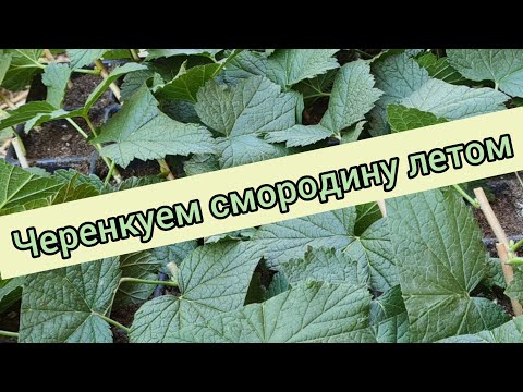 Видео: Черенкование черной смородины летом