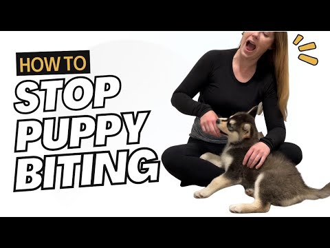 Видео: Боретесь с кусаниями щенка? Как быстро отучить его кусаться!