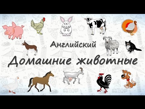 Видео: Домашние животные на английском. ВИДЕОТРЕНАЖЕР
