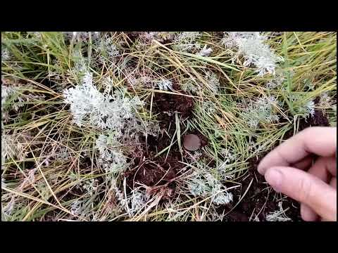 Видео: Поиск в акмолинской области #2