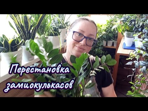 Видео: Перестановка замиокулькасов 🫶