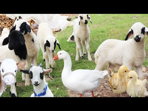 Видео: Смешные ягнята, Животные на ферме, Утка, Корова, Овца, Цыпленок, Милая собака, Голос козла