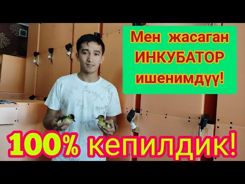 Видео: Эң жакшы ИНКУБАТОРЛОРДУ мен ЖАСАЙМ  |  Канча даана керек?