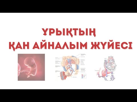 Видео: Ұрықтың қанайналым жүйесі