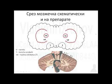 Видео: Внутреннее строение мозжечка 2022 04 22 10 00 01